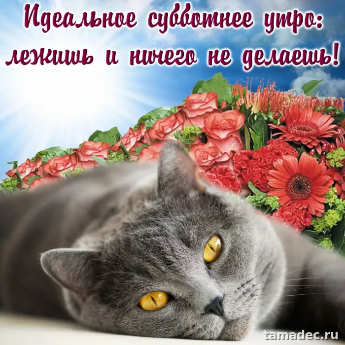Прикольные картинки "Доброе утро субботы" . Картинки "Доброе утро субботы" прикольные