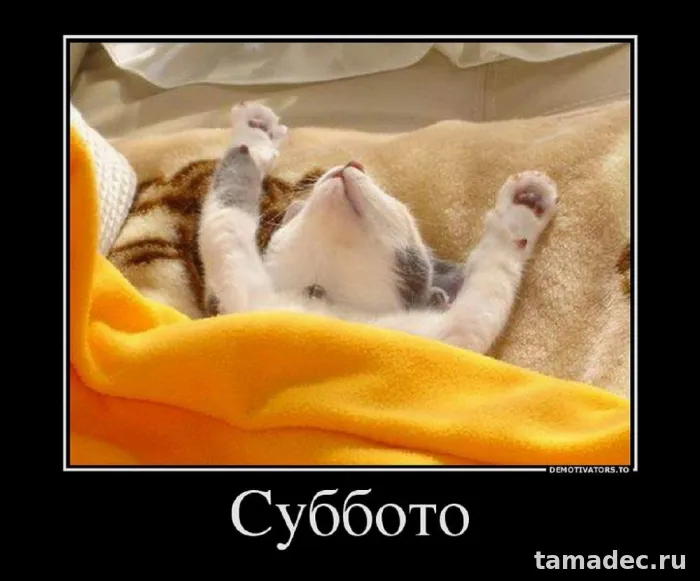 Прикольные картинки "Доброе утро субботы" . Картинки "Доброе утро субботы" прикольные