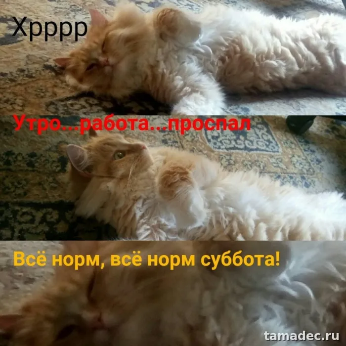 Прикольные картинки "Доброе утро субботы" . Картинки "Доброе утро субботы" прикольные