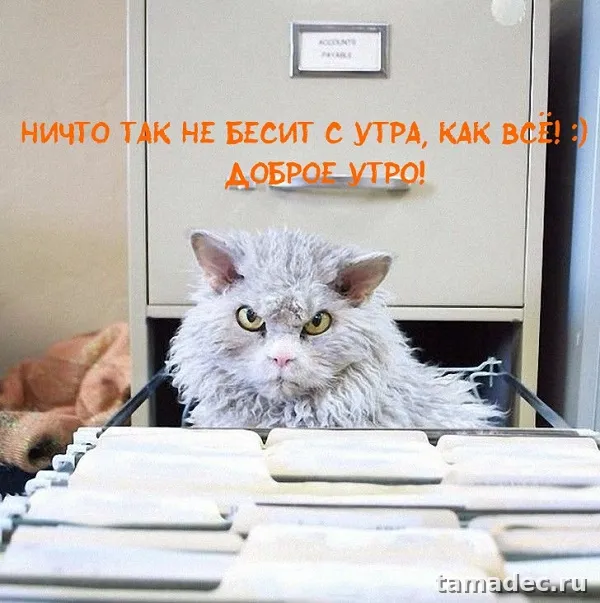 Супер картинки с Добрым утром. Доброе утро - картинки прикольные с надписями