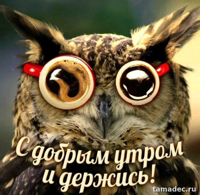 Супер картинки с Добрым утром. Доброе утро - картинки прикольные с надписями