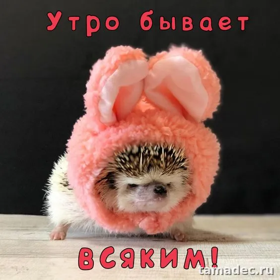 Супер картинки с Добрым утром. Картинки Доброе утро - позитивные и прикольные&nbsp;