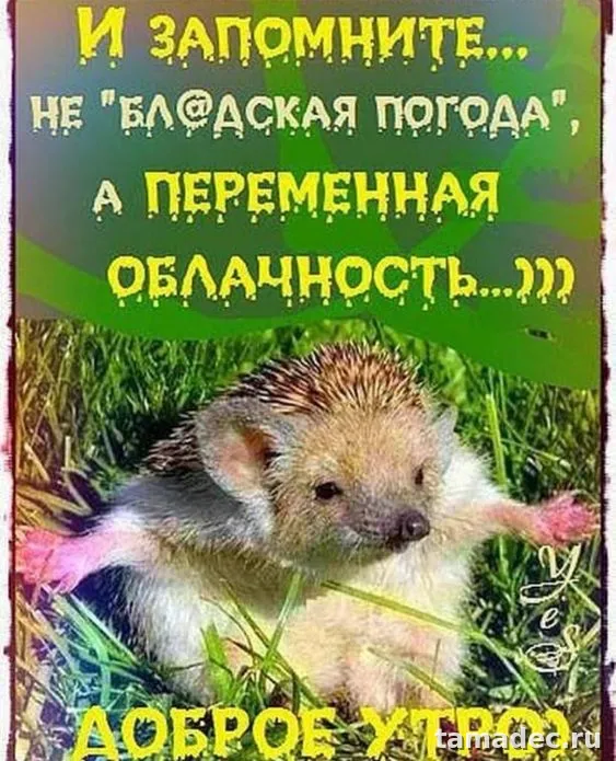 Супер картинки с Добрым утром. Прикольные и смешные картинки Доброе утро