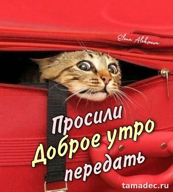 Супер картинки с Добрым утром. Картинки Доброе утро - позитивные и прикольные&nbsp;