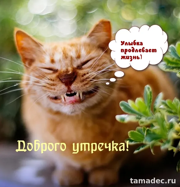 Супер картинки с Добрым утром. Доброе утро - картинки прикольные с надписями