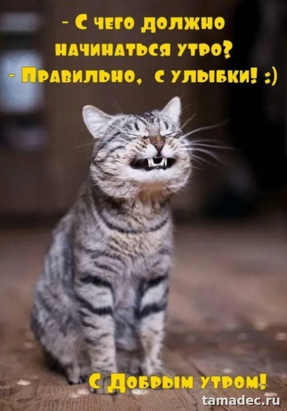 Супер картинки с Добрым утром. Прикольные и смешные картинки Доброе утро