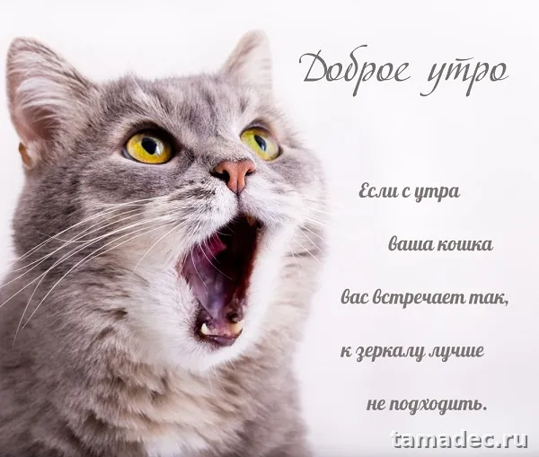 Супер картинки с Добрым утром. Доброе утро - картинки прикольные с надписями