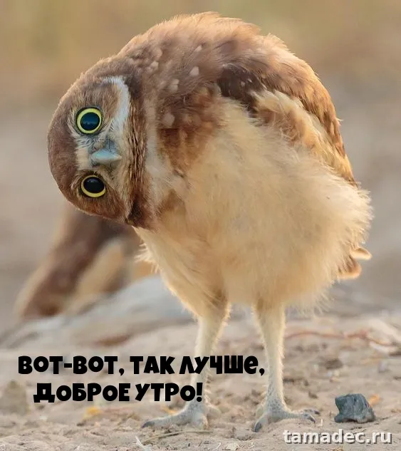 Супер картинки с Добрым утром. Прикольные и смешные картинки Доброе утро