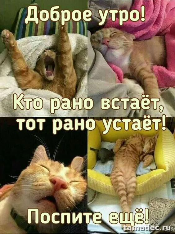 Супер картинки с Добрым утром. Прикольные и смешные картинки Доброе утро