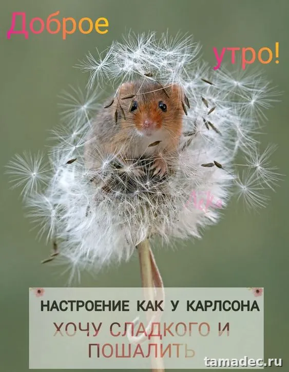 Супер картинки с Добрым утром. Прикольные и смешные картинки Доброе утро