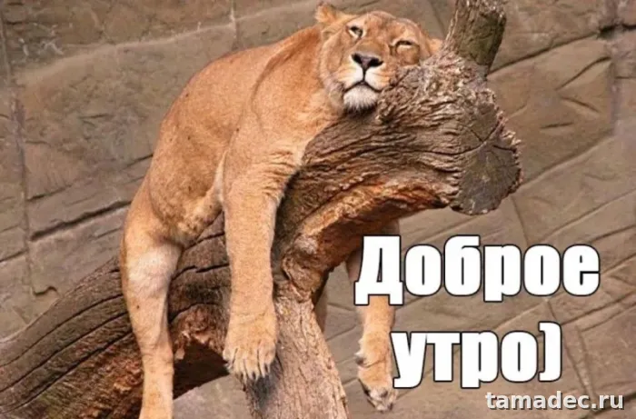 Супер картинки с Добрым утром. Прикольные и смешные картинки Доброе утро