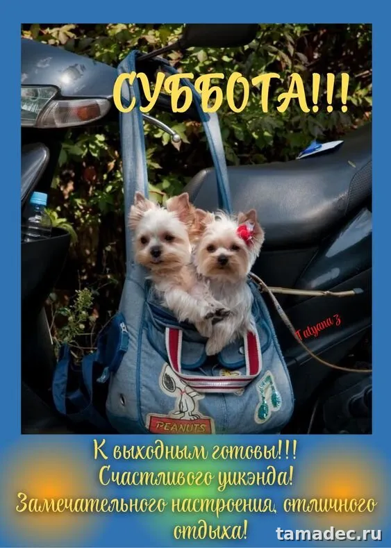 Прикольные картинки "Доброе утро субботы" . Открытки с добрым утром субботы