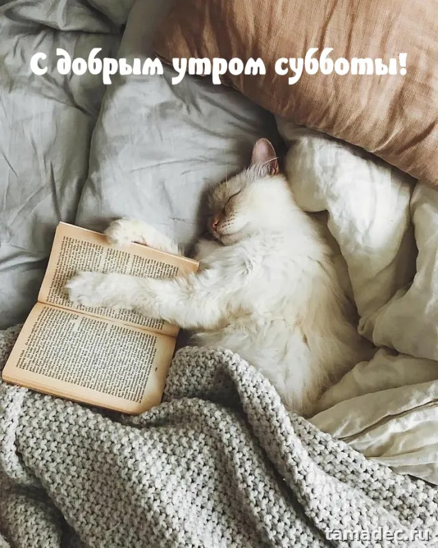 Прикольные картинки "Доброе утро субботы" . Доброе утро суббота картинки красивые