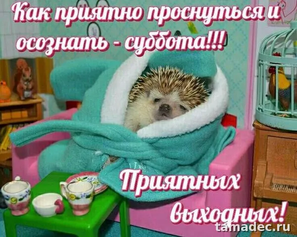 Прикольные картинки "Доброе утро субботы" . Доброй субботы картинки прикольные