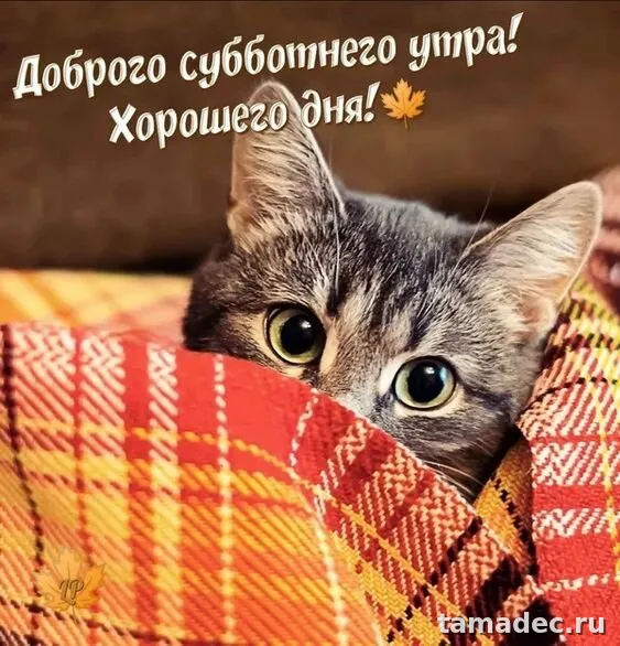 Прикольные картинки "Доброе утро субботы" . Доброе утро суббота картинки красивые