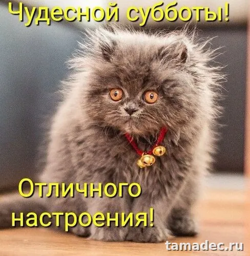 Прикольные картинки "Доброе утро субботы" . Картинка доброе утро хорошей субботы