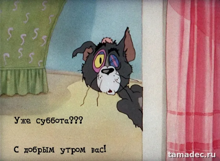 Прикольные картинки "Доброе утро субботы" . Доброй субботы картинки прикольные