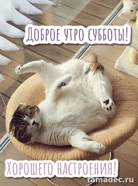 Прикольные картинки "Доброе утро субботы" . Позитивные картинки доброе утро суббота