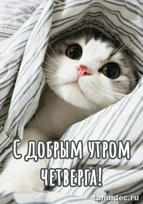 Картинки с Добрым утром четверга. Очень классные картинки доброе утро четверга
