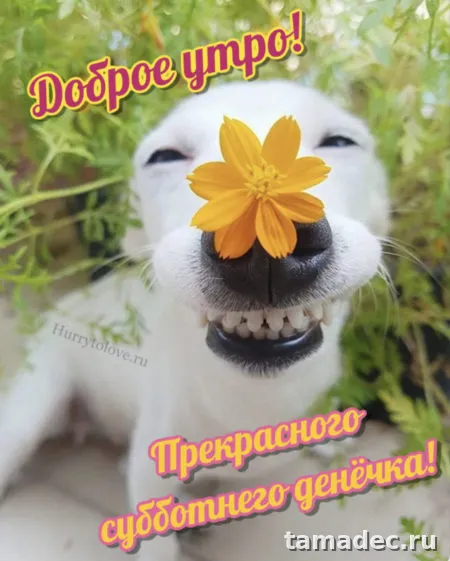 Прикольные картинки "Доброе утро субботы" . Позитивные картинки доброе утро суббота