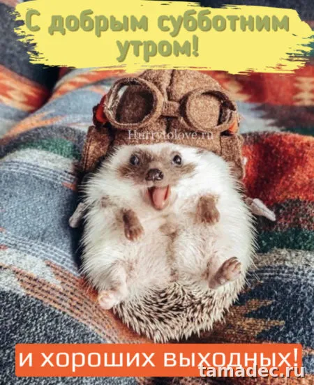 Прикольные картинки "Доброе утро субботы" . Позитивные картинки доброе утро суббота