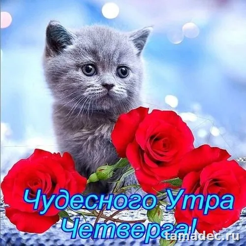 Картинки с Добрым утром четверга. Очень классные картинки доброе утро четверга
