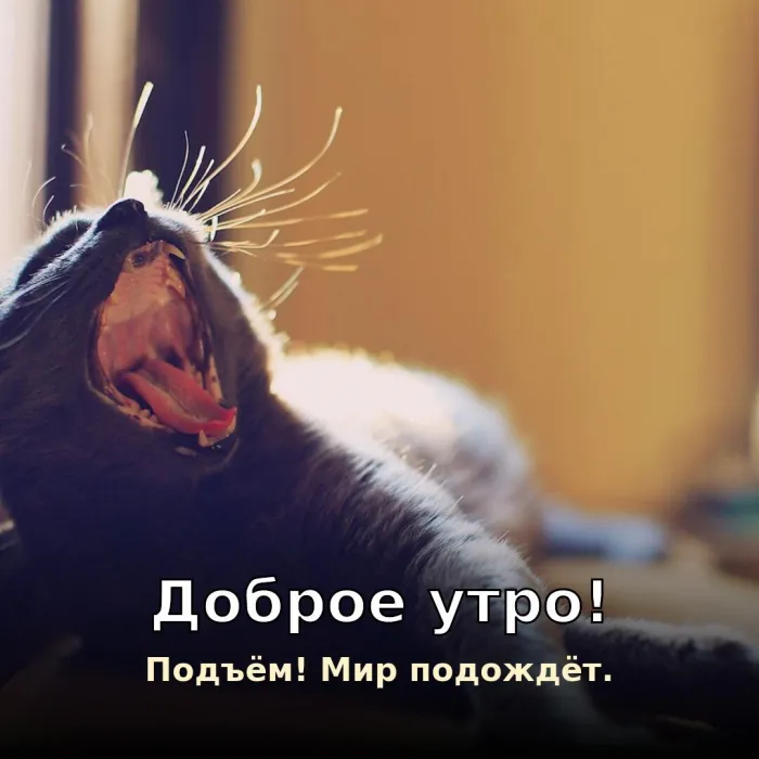 Прикольные картинки Доброе утро . Подъём!