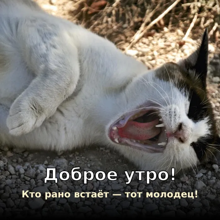 Прикольные картинки Доброе утро . Прикольное доброе утро
