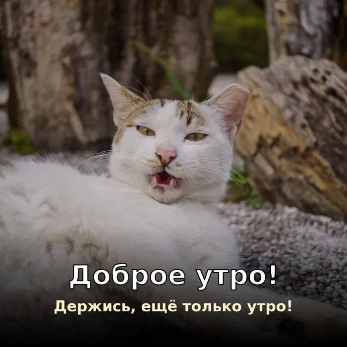 Прикольные картинки Доброе утро . Доброе утро, соня