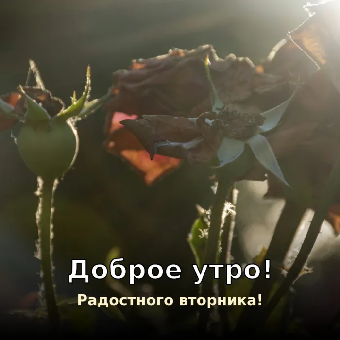 Картинки Доброго утра вторника. Радостного вторника