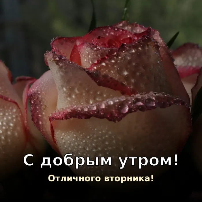 Картинки Доброго утра вторника. С добрым утром вторника