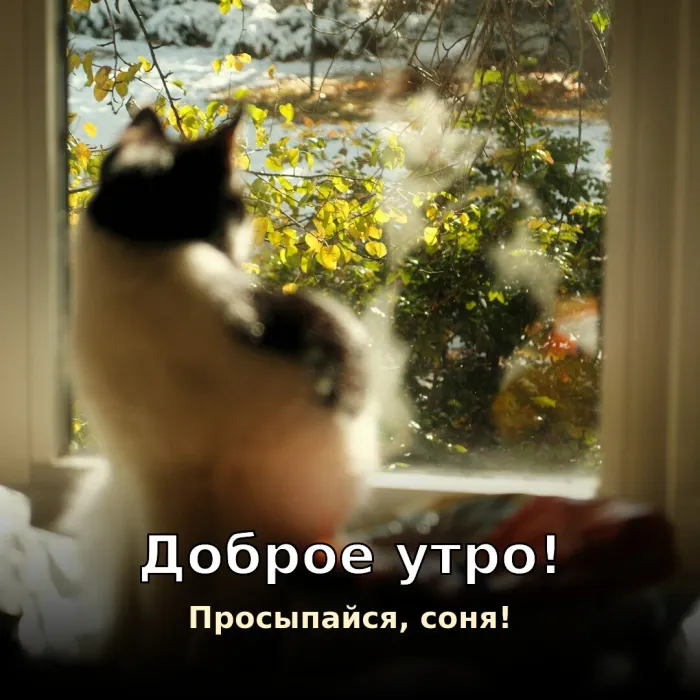 Прикольные картинки Доброе утро . Прикольное доброе утро с котиком
