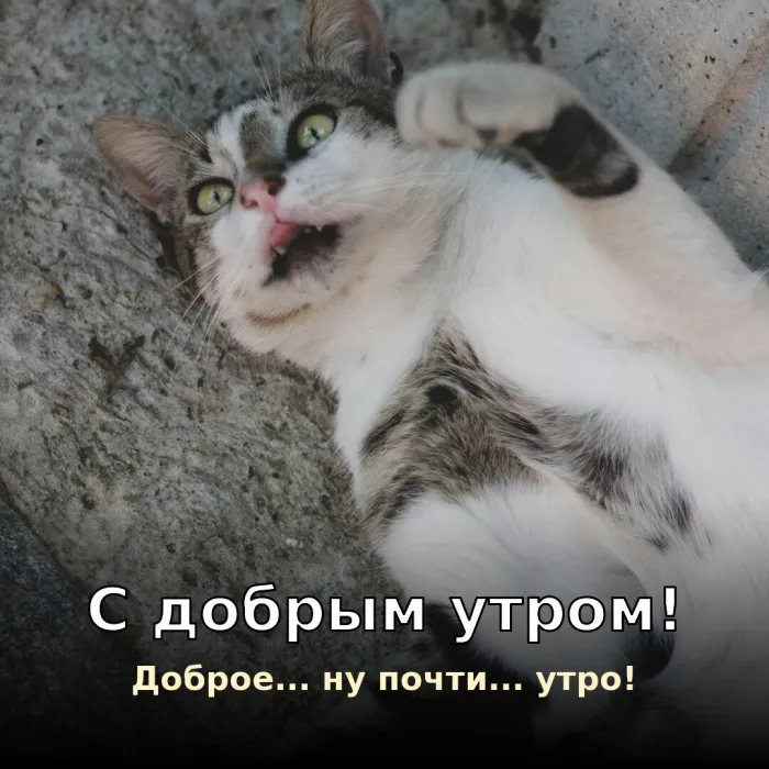 Прикольные картинки Доброе утро . Смешное доброе утро