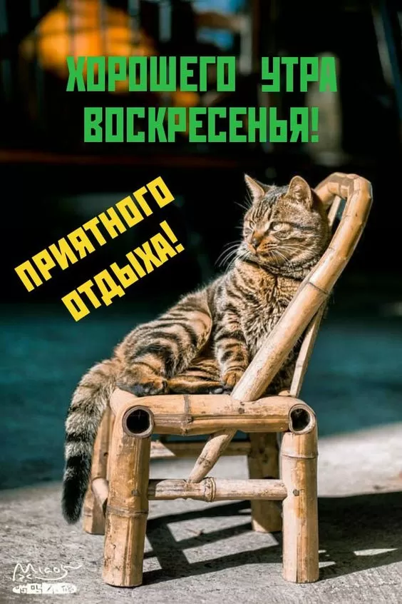 Картинки Доброе утро воскресенья. Прикольные картинки с Добрым утром воскресенья