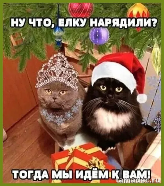 Прикольные картинки на Новый год. Приколы про Новый год в картинках