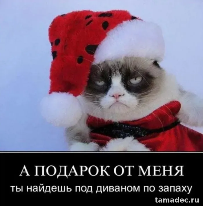 Прикольные картинки на Новый год. Прикольные картинки про Новый год