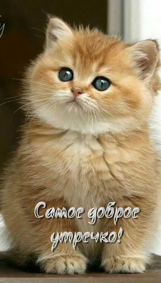 Картинки котиков с добрым утром. Прикольные картинки "Доброе утро" с котиками
