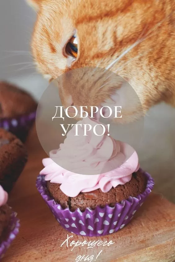 Картинки котиков с добрым утром. "Доброе утро" - картинки с котиками прикольные