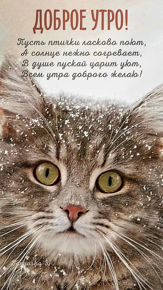 Картинки котиков с добрым утром. Картинки "Доброе утро" с котиками