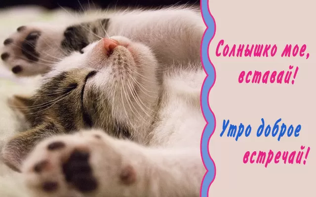 Картинки котиков с добрым утром. Картинки "Доброе утро" с котиками