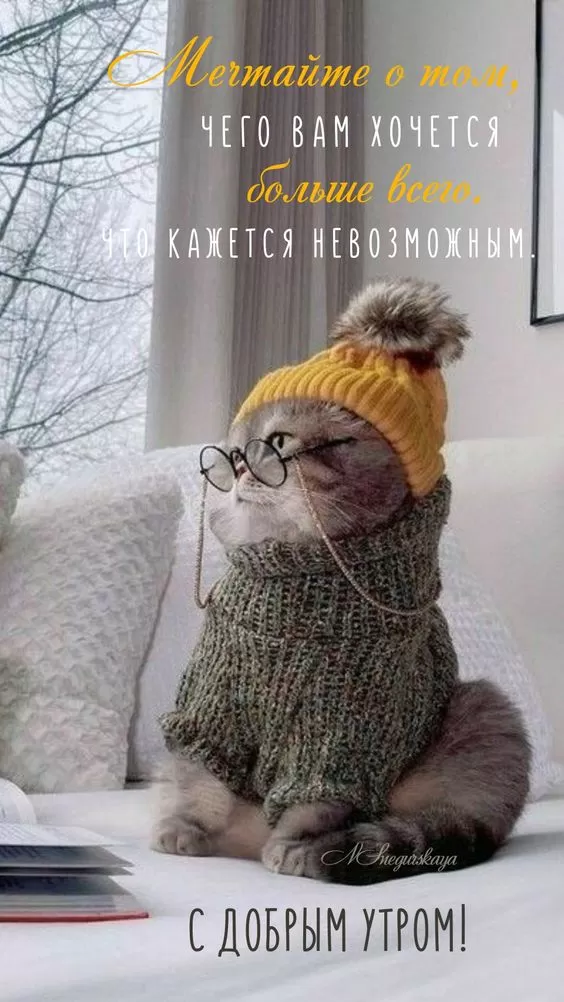 Картинки котиков с добрым утром. "Доброе утро" - картинки с котиками прикольные