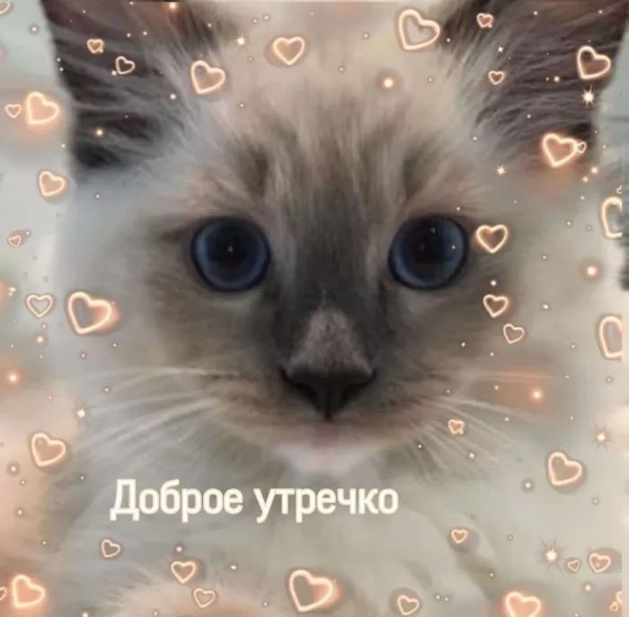 Картинки котиков с добрым утром. Картинки "Доброе утро" с котиками