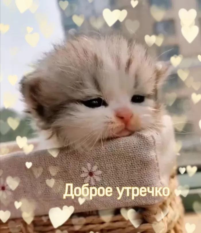 Картинки котиков с добрым утром. Картинки "Доброе утро" с котиками