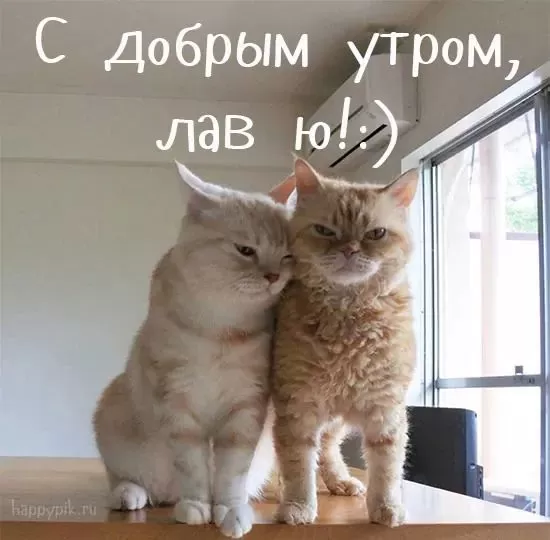 Картинки котиков с добрым утром. Картинки "Доброе утро" с котиками