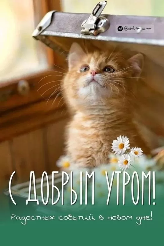 Картинки котиков с добрым утром. Картинки "Доброе утро" с котиками