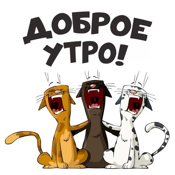 Картинки котиков с добрым утром. Прикольные картинки "Доброе утро" с котиками