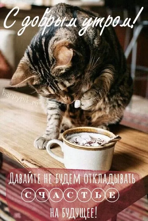 Картинки котиков с добрым утром. Картинки "Доброе утро" с котиками