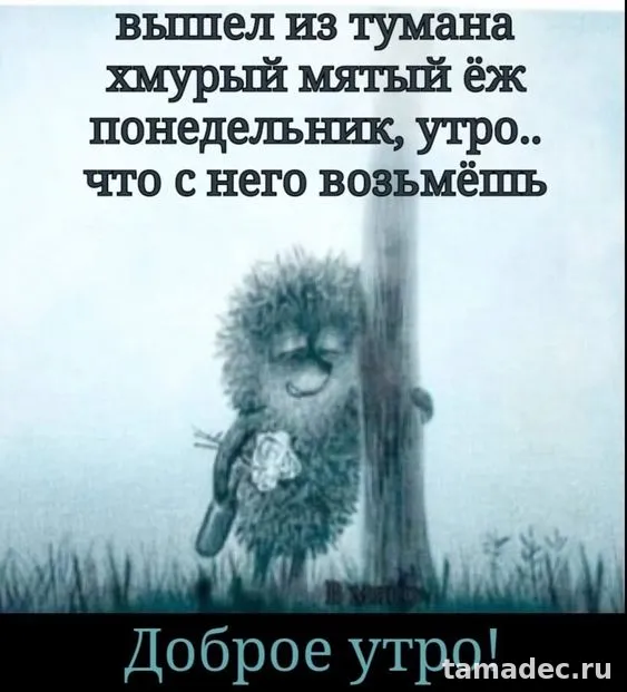 Картинки доброе утро понедельника. Красивые и прикольные картинки с Добрым утром понедельника