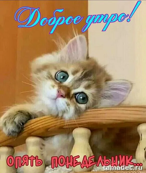 Картинки доброе утро понедельника. Красивые и прикольные картинки с Добрым утром понедельника