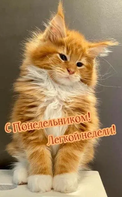 Картинки с понедельником. Красивые картинки С понедельником!
